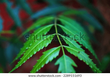 Nature Photography Leaf Neem Leaves Green Dslr high resolution 