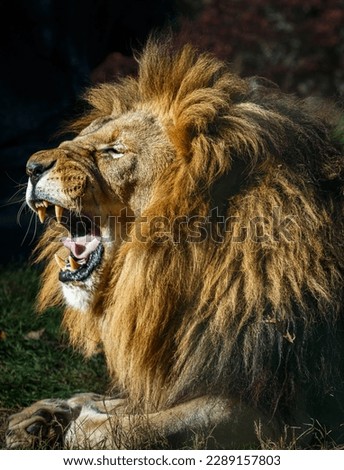 The side view of a male lion's head. The lion has its mouth open with teeth and tongue showing. You can see its ear and main. There is a dark background.  Royalty-Free Stock Photo #2289157803