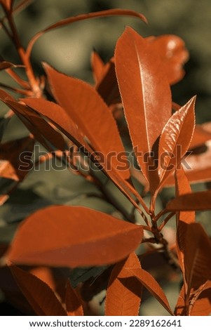 Red leaves and petals, flower background picture, garden and gardening wallpaper textures, natural outdoors sunset flowers photograph