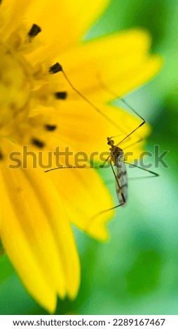 Macro of the pest on the yellow flower beautiful picture