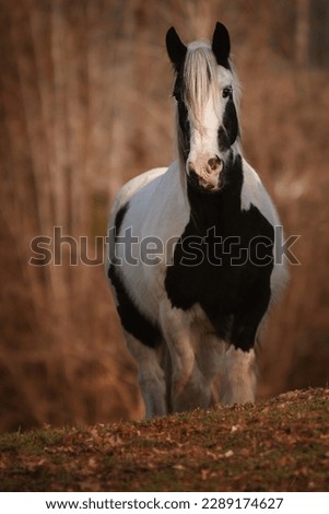 portrait of a black and white tinker horse