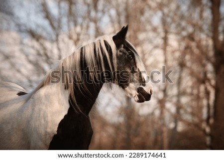 portrait of a black and white tinker horse