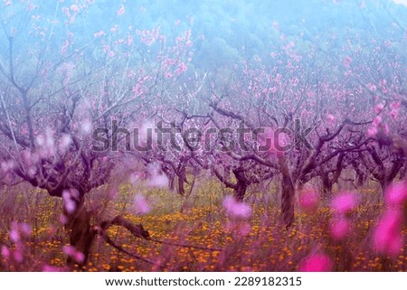 Photos of beautiful pink peach flowers in spring