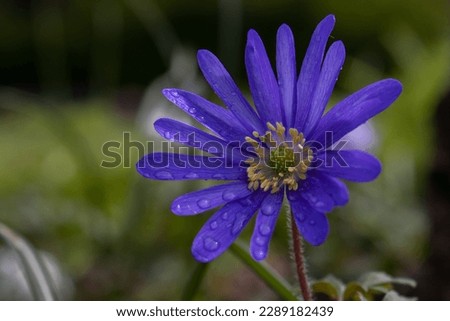 A dark purple flower covered in rain drops in the sun