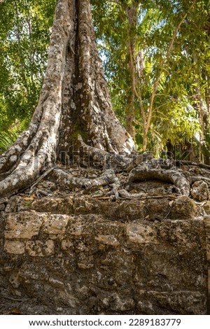 Ancient mayan ruins of Chacchoben in the jungle near the cruise terminal at Costa Maya. Royalty-Free Stock Photo #2289183779