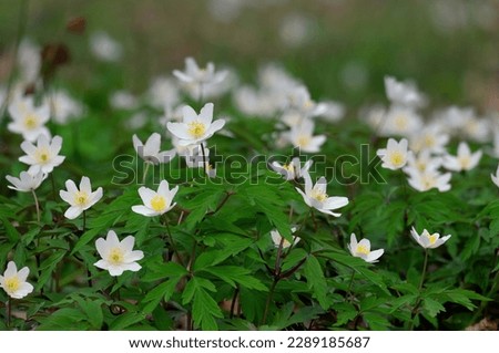 White spring flowers Anemone nemorosa against bright fresh greenery Royalty-Free Stock Photo #2289185687
