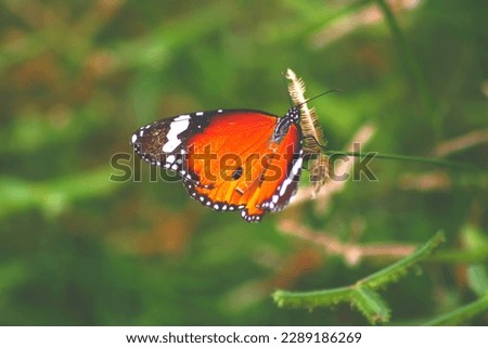 Beautiful butterfly New Amazing pictures.