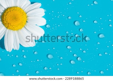 One beautiful soft chamomile daisy flower with white petals and yellow core on blue background with little water dew drops shining on bright sunlight. Summer backdrop copy space. Royalty-Free Stock Photo #2289188865