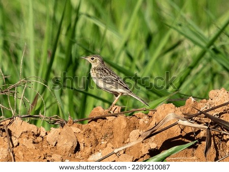bird on the ground with grass in the background Royalty-Free Stock Photo #2289210087