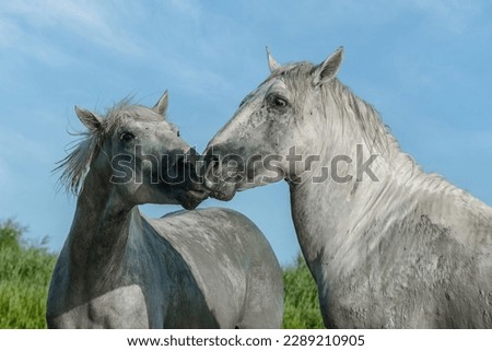White Camargue Horses  in Parc Regional de Camargue - Provence, France Royalty-Free Stock Photo #2289210905