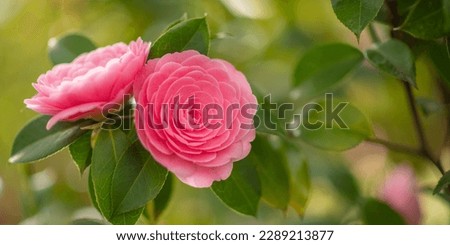 Blooming isolated double pink Camelia flowers (Camellia japonica) Royalty-Free Stock Photo #2289213877