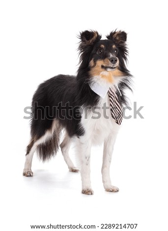 Shetland dog with a tie on white background