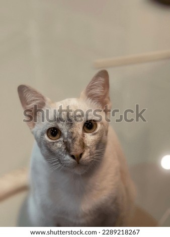 Adorable scruffy white cat with dirty face closeup portrait