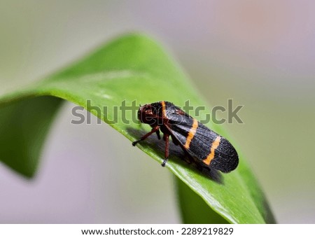 Two-Lined Spittlebug (Prosapia bicincta) on a leaf. This tiny insect is considered an agricultural pest in some areas, and common in the Eastern USA. Royalty-Free Stock Photo #2289219829
