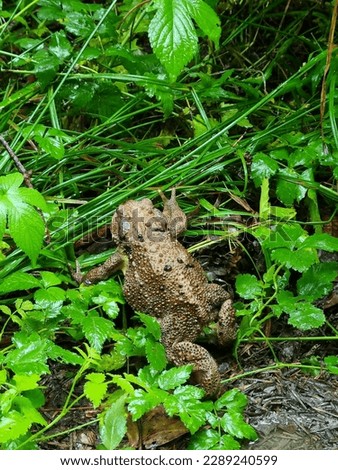 A big toad I met on the walk