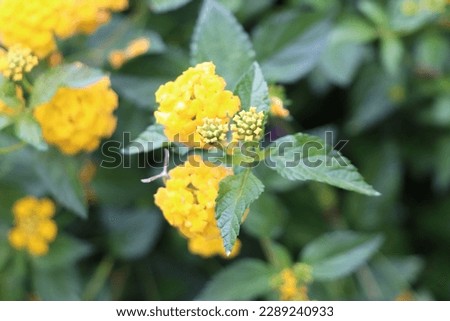 Lantana camara ‘Yellow Trailing’ Flowers. Close up of a Lantana yellow flower