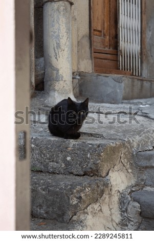 Vertical photo. Black cat sits on pavement. Stone staircase in courtyard of Georgian city of Tbilisi. Wooden door. Pet care concept. Domestic animal. Georgia. Asphalt. Sunny summer day. Urban view