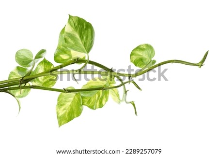 Manjula pothos plant, Epipremnum aureum leaves, Heart shaped leaves isolated on white background, with clipping path                                                                  