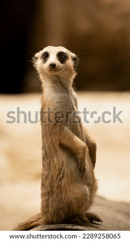 Closeup portrait of funny praying meerkat(suricate ) in desert of botswana