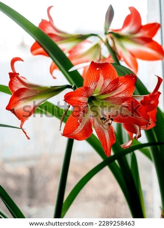 big red delicate beautiful amaryllis flower, a plant with the Latin name Amaryllis