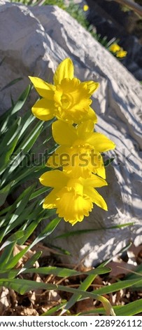 Beautiful daffodils blooming around a rock