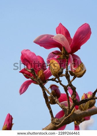 Beautiful red  lily magnolia flower with blue sky view in the yard