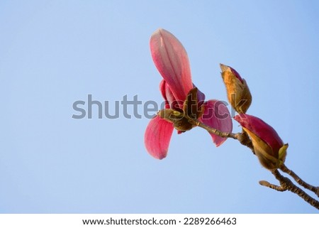 Beautiful red  lily magnolia flower with blue sky view in the yard