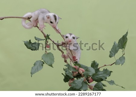 Two young sugar gliders are foraging on a red mulberry (Morus rubra) tree branch covered with fruit. This marsupial mammal has the scientific name Petaurus breviceps.