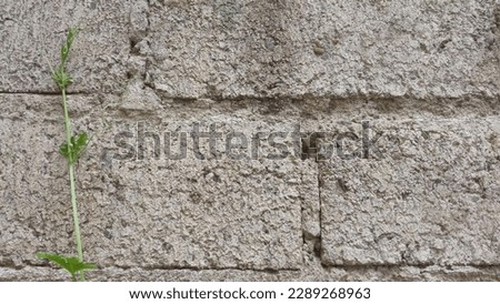 vines of stingrays with wall background