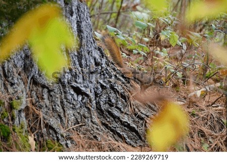 American Red Squirrel (Tamiasciurus hudsonicus) in Huntsville area during Fall