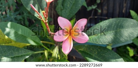 Plumeria flowers or bunga kamboja with green leaves on background. For spa and therapy flower, Frangipani, Plumeria, Temple Tree, Graveyard Tree