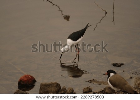 indian Birds pictures images with background