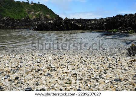 shoreline of the beach with shells and stones