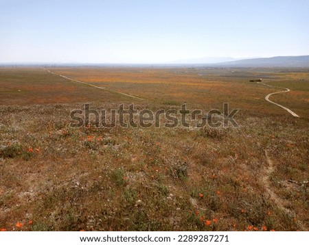 Superbloom of poppies and wildflowers in the Antelope Valley California Poppy Reserve