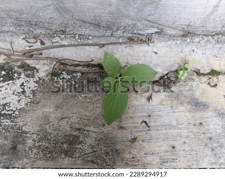Photo of greenplant growing on cracked cement wall for background and presentation Royalty-Free Stock Photo #2289294917