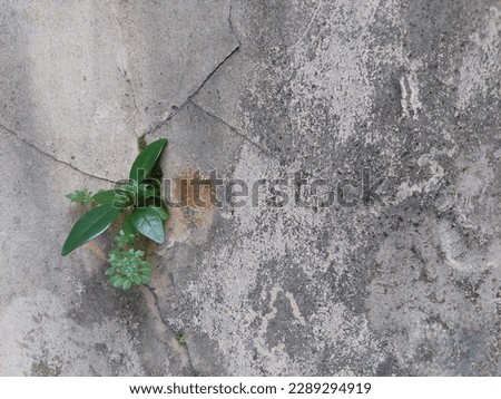 Photo of greenplant growing on cracked cement wall for background and presentation Royalty-Free Stock Photo #2289294919