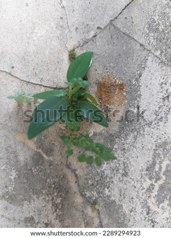 Photo of greenplant growing on cracked cement wall for background and presentation Royalty-Free Stock Photo #2289294923