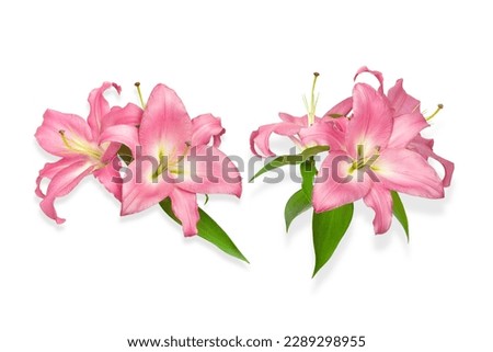 Lily flowers. Two pink lilies. Flowers isolated on white background. Great template for design. Isolated object for installation