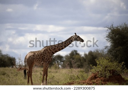 Giraffidae, Giraffa camelopardalis. Giraffe, in savanna, taken on safari in Tsavo National Park, Kenya. beautiful landscape