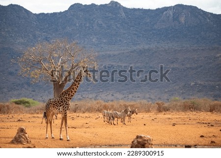Giraffidae, Giraffa camelopardalis. Giraffe, in savanna, taken on safari in Tsavo National Park, Kenya. beautiful landscape