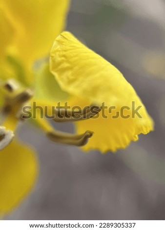 close up picture of Cassia Fistula Flower.