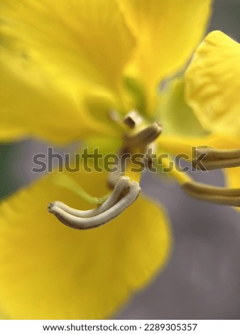 close up picture of Cassia Fistula flower.
