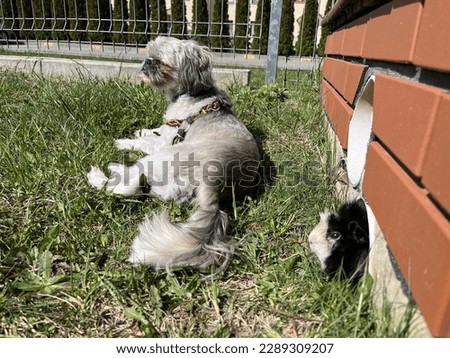 Short hair Shih tzu and hairy guinea pig lying on city lawn at sunny day on early spring green grass