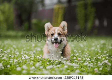 Corgi puppy dog running in a field of flowers Royalty-Free Stock Photo #2289315195