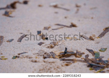 A small, white baby crab scurries across the sand, its quick movements a sign of the danger around. Its delicate shell and vulnerable body highlight the harsh realities of survival in nature.