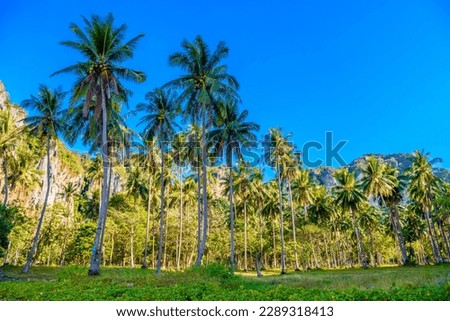 Coconut palms and rocks near the water, Tonsai Bay, Railay Beach, Ao Nang, Krabi, Thailand.