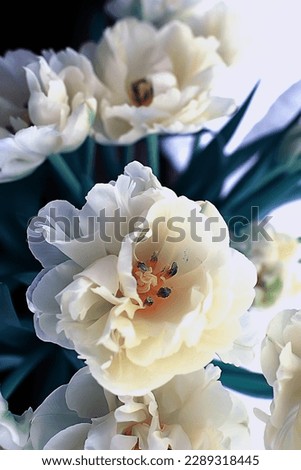 white tulips flowers bouquet background romantic spring