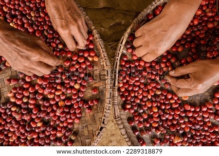 red fresh coffee beans arabica Royalty-Free Stock Photo #2289318879