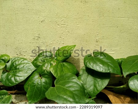 Betel leaf (Piper Betle) is a type of herbal plant which is known for its myriad benefits for the health of the body which grows spreading on a yellow wall background.