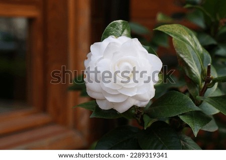 White beautiful flowers of Camellia 